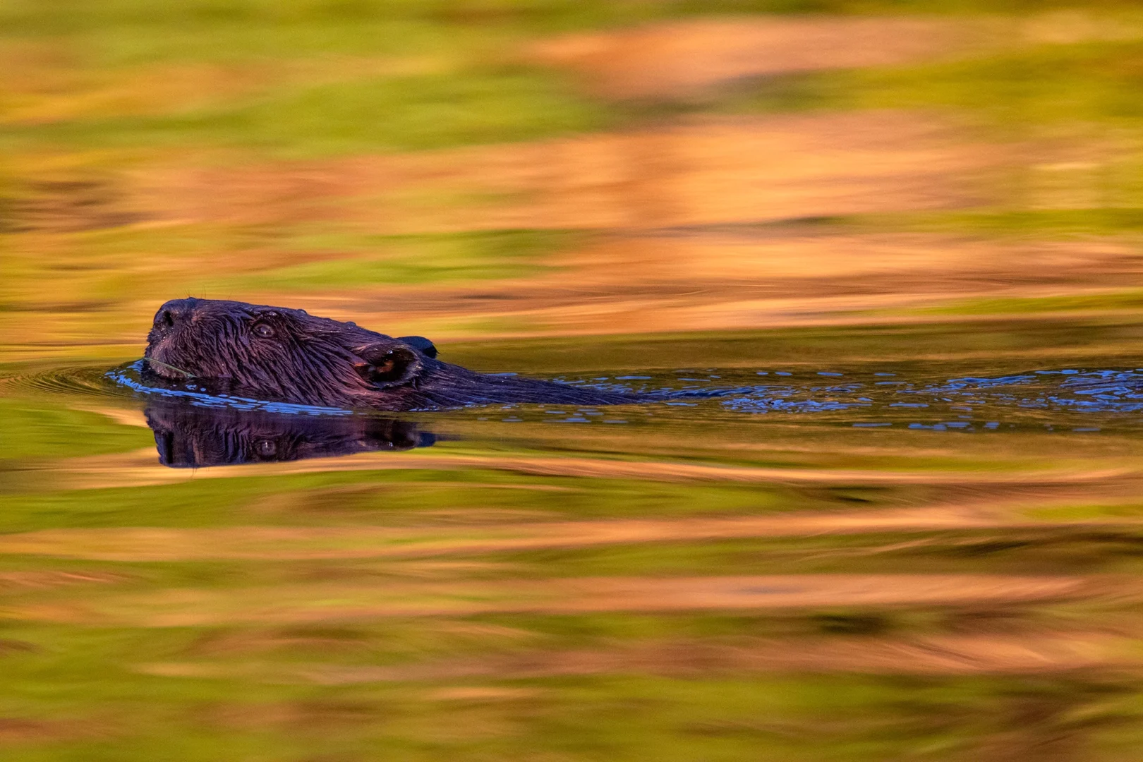 beaver
