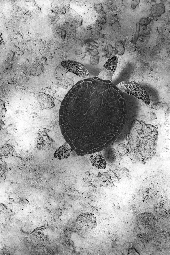 bwturtweb