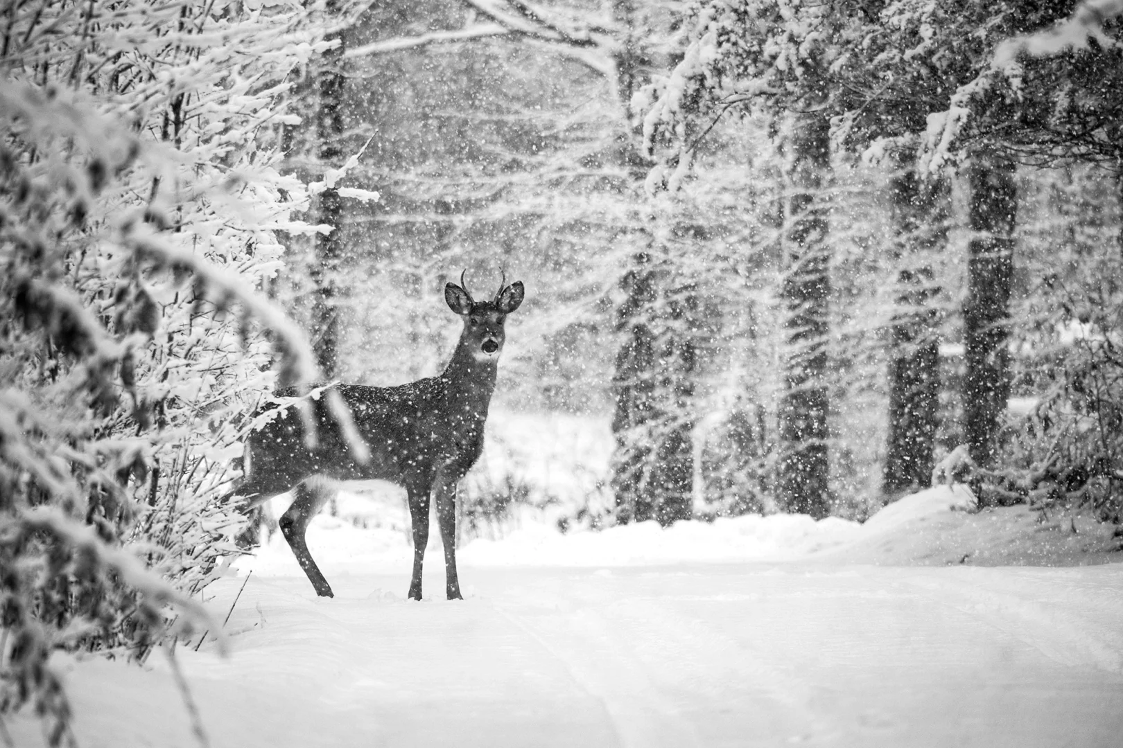 deer bw copy