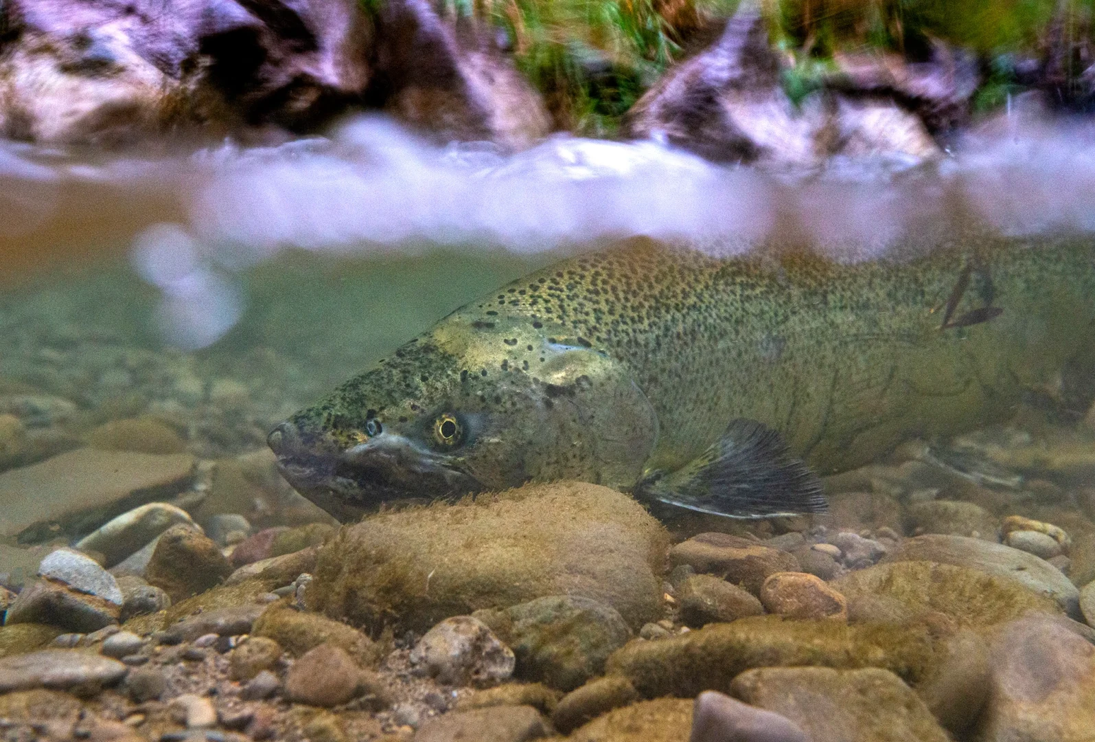 fish