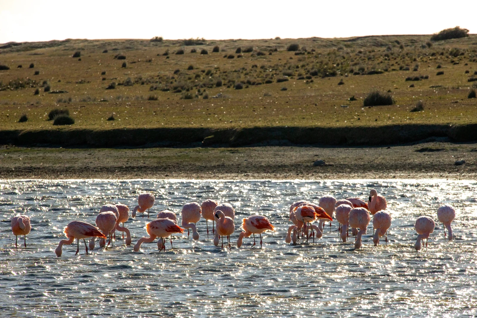 flamingosweb