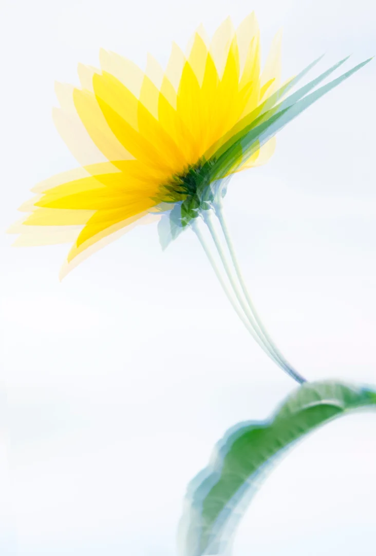 flower blur copy