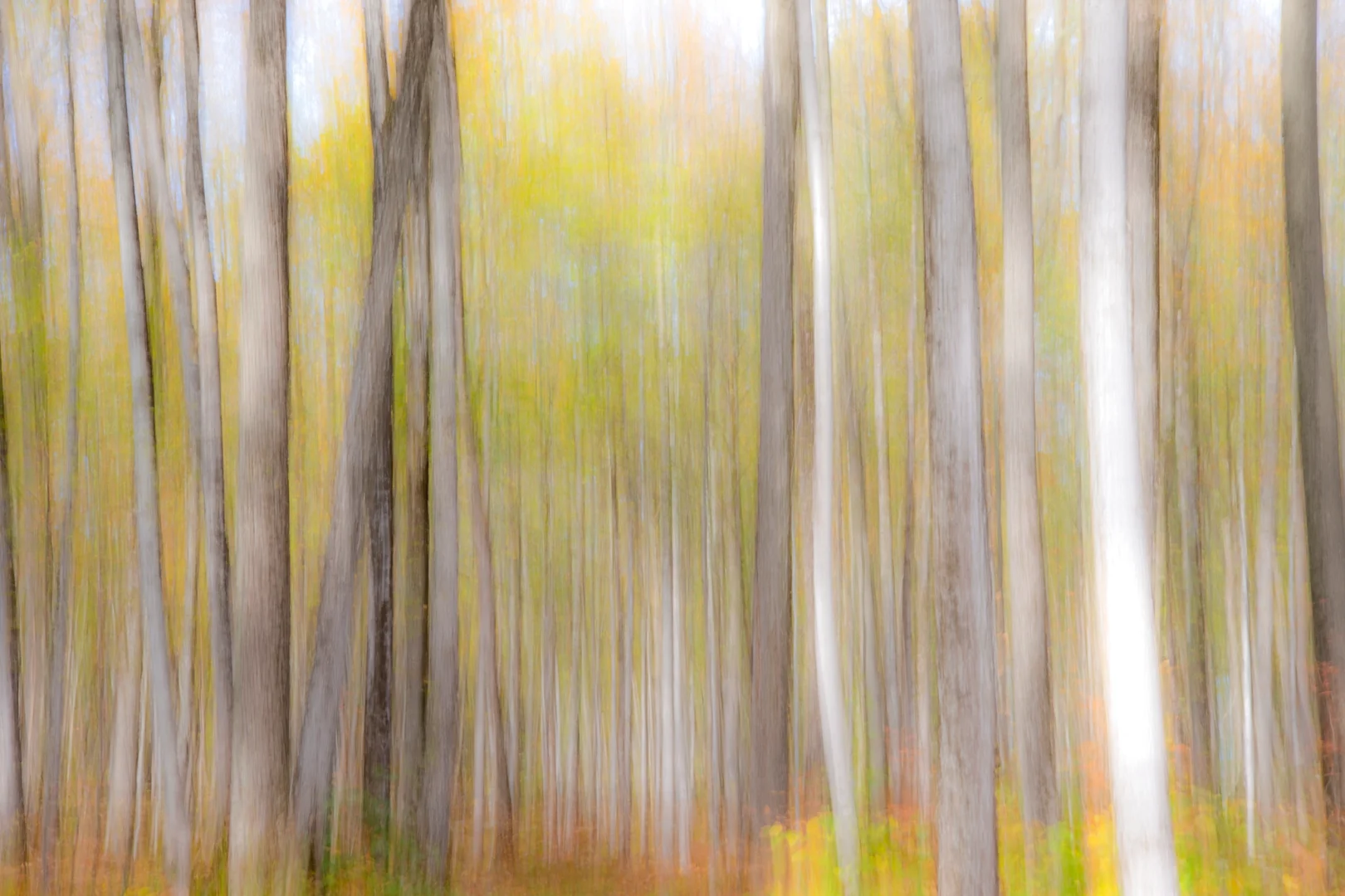forest blur awesome