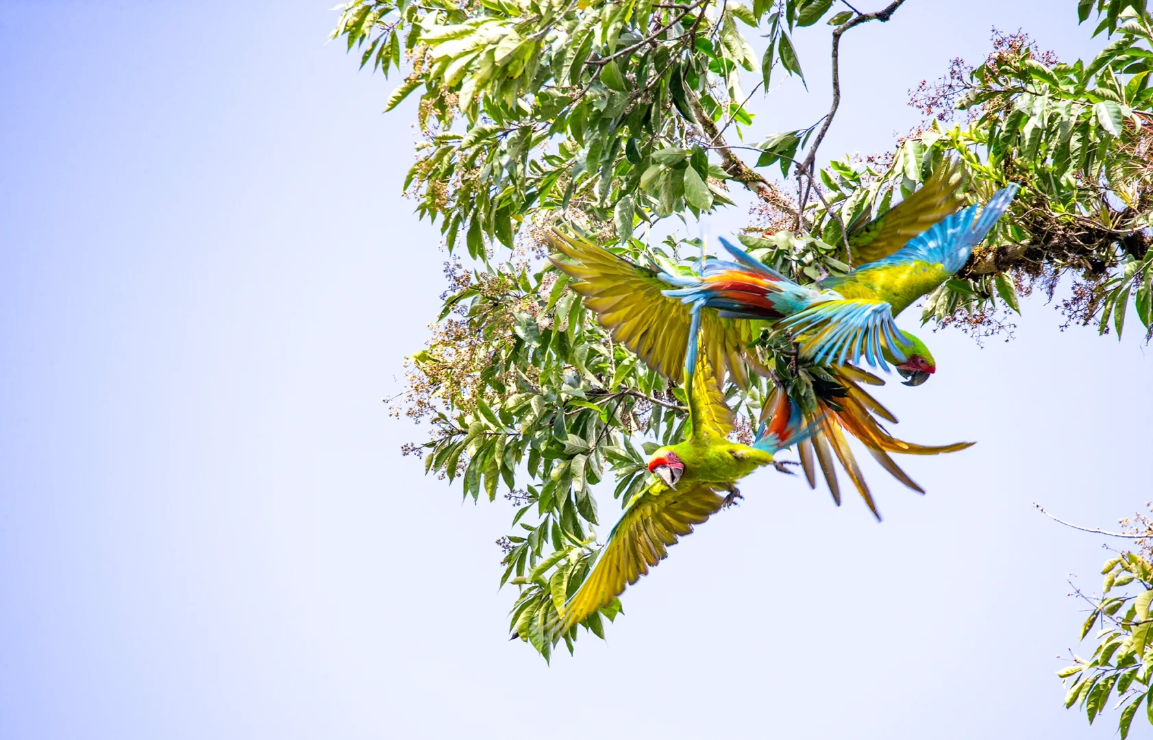 green macaw awesome web