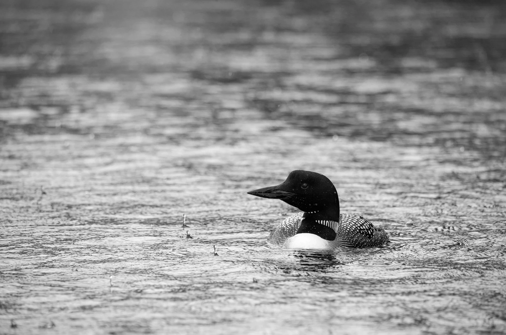 loon bw great rain copy