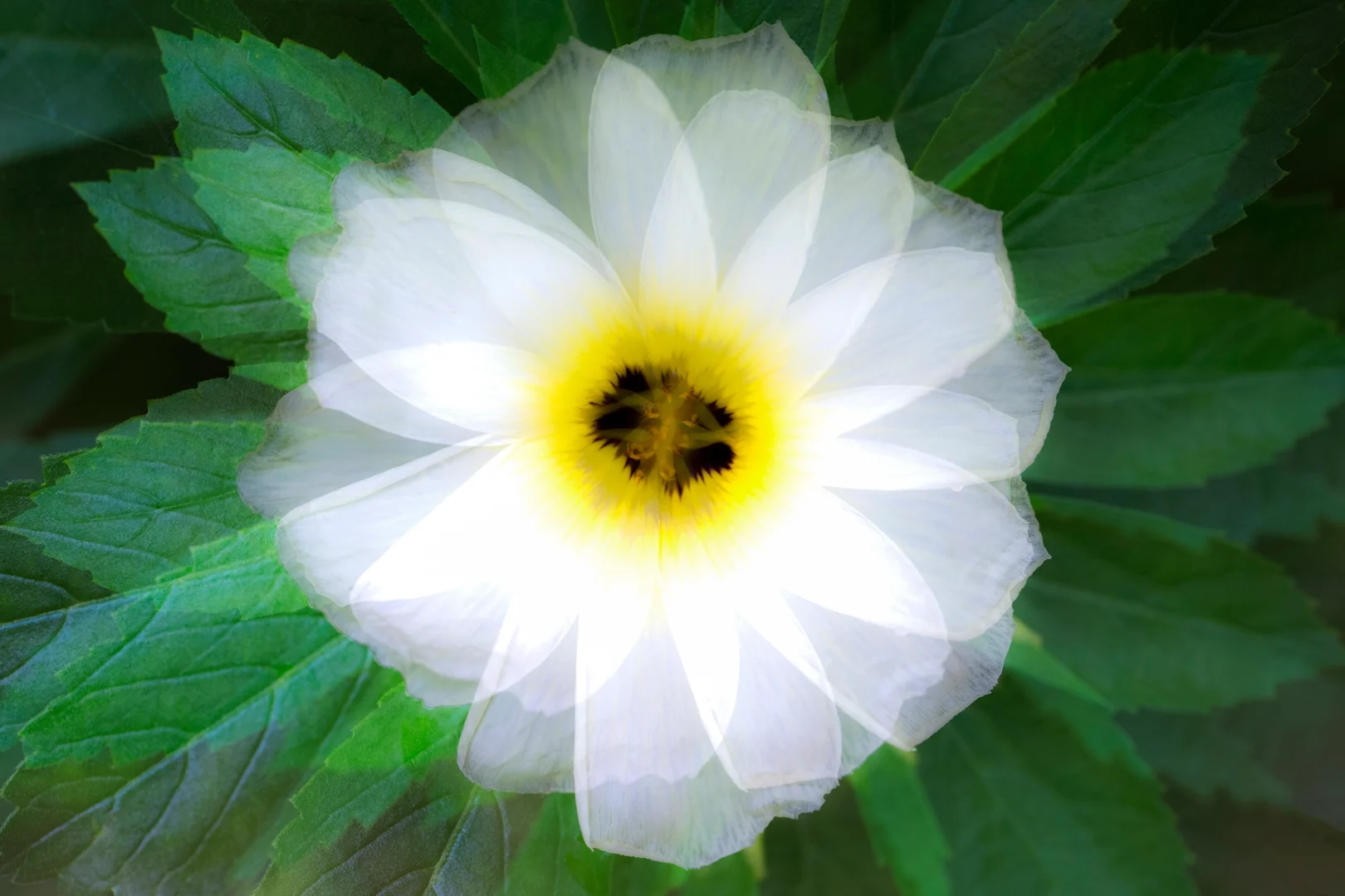munti flower copy