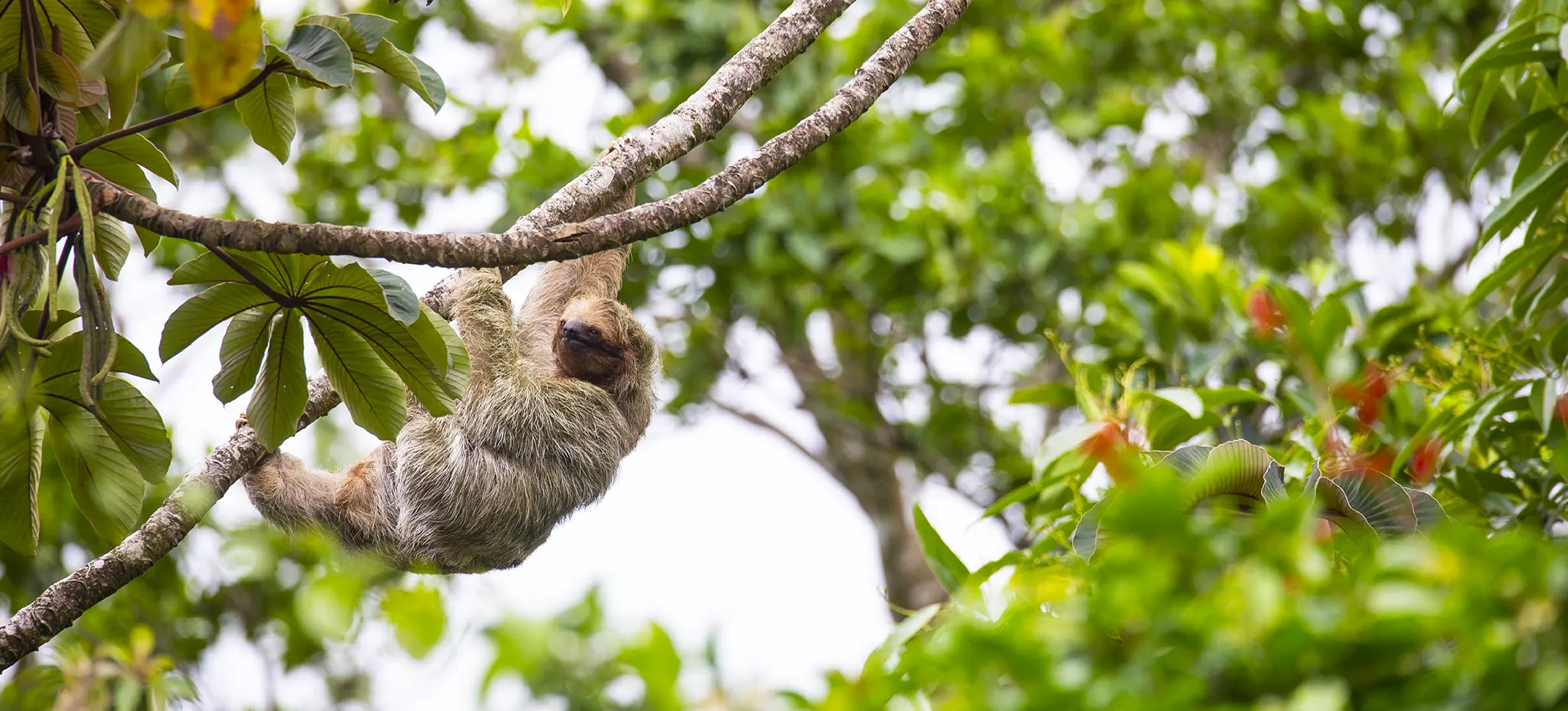 sloth final print tiff copy