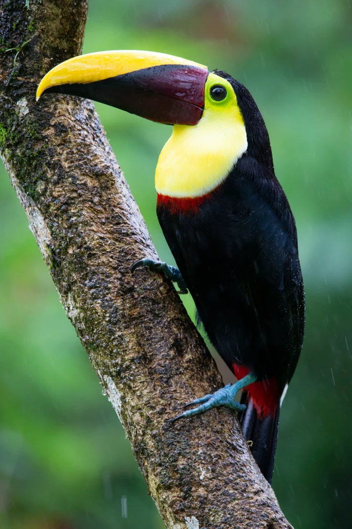 toucan j and N copy